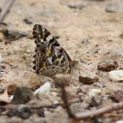 Vanessa kershawi (Australian Painted Lady) at Pambula Beach, NSW - 28 Dec 2020 by KylieWaldon