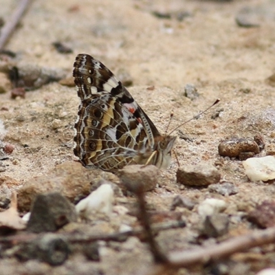 Vanessa kershawi (Australian Painted Lady) at Pambula Beach, NSW - 28 Dec 2020 by KylieWaldon