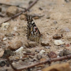 Vanessa kershawi at Pambula Beach, NSW - 28 Dec 2020