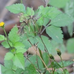 Bidens pilosa (Cobbler's Pegs, Farmer's Friend) at Pambula Beach, NSW - 27 Dec 2020 by Kyliegw