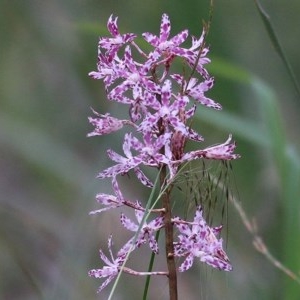 Dipodium variegatum at Pambula Beach, NSW - 28 Dec 2020