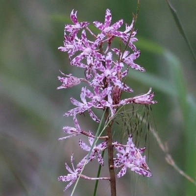 Dipodium variegatum (Blotched Hyacinth Orchid) at Pambula Beach, NSW - 28 Dec 2020 by KylieWaldon