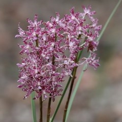 Dipodium variegatum at Pambula Beach, NSW - 28 Dec 2020