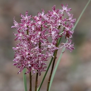 Dipodium variegatum at Pambula Beach, NSW - 28 Dec 2020