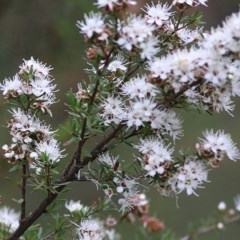 Kunzea ambigua (White Kunzea) at Pambula Beach, NSW - 28 Dec 2020 by Kyliegw