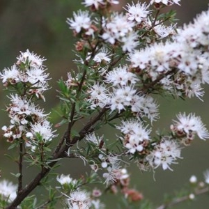 Kunzea ambigua at Pambula Beach, NSW - 28 Dec 2020