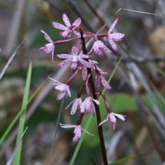 Dipodium punctatum (Blotched Hyacinth Orchid) at Ben Boyd National Park - 27 Dec 2020 by Kyliegw