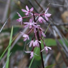 Dipodium punctatum (Blotched Hyacinth Orchid) at Pambula Beach, NSW - 27 Dec 2020 by Kyliegw