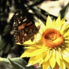 Vanessa kershawi (Australian Painted Lady) at Aranda, ACT - 28 Dec 2020 by KMcCue