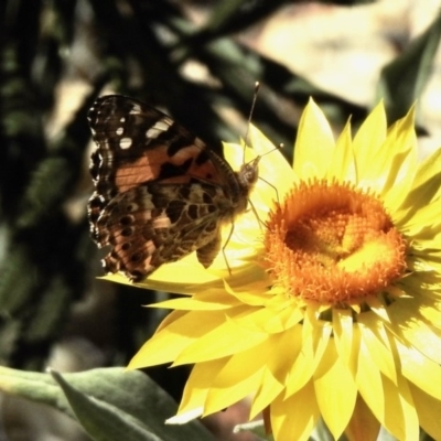 Vanessa kershawi (Australian Painted Lady) at Aranda, ACT - 28 Dec 2020 by KMcCue