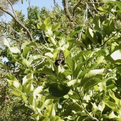 Papilio anactus (Dainty Swallowtail) at Aranda, ACT - 27 Dec 2020 by KMcCue