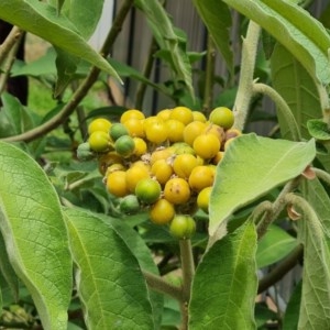 Solanum mauritianum at Isaacs, ACT - 26 Dec 2020