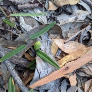 Hovea heterophylla at Currawang, NSW - 17 Dec 2020