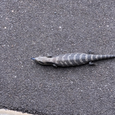 Tiliqua scincoides scincoides (Eastern Blue-tongue) at Murrumbateman, NSW - 28 Dec 2020 by SimoneC