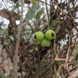 Cassytha melantha at Currawang, NSW - 3 Dec 2020