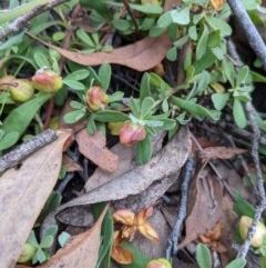 Hibbertia obtusifolia (Grey Guinea-flower) at Currawang, NSW - 18 Dec 2020 by camcols