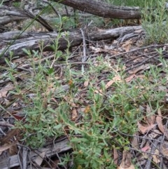 Hibbertia obtusifolia at Currawang, NSW - 19 Dec 2020