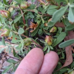 Hibbertia obtusifolia at Currawang, NSW - 19 Dec 2020