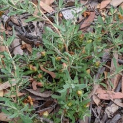 Hibbertia obtusifolia at Currawang, NSW - 19 Dec 2020
