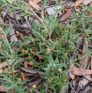 Hibbertia obtusifolia at Currawang, NSW - 19 Dec 2020