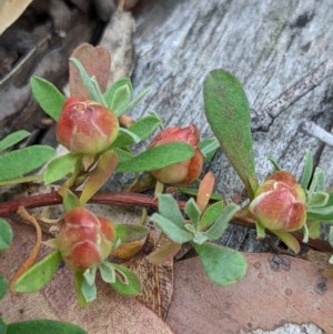 Hibbertia obtusifolia at Currawang, NSW - 19 Dec 2020