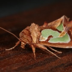 Cosmodes elegans at Melba, ACT - 13 Dec 2020 09:49 PM