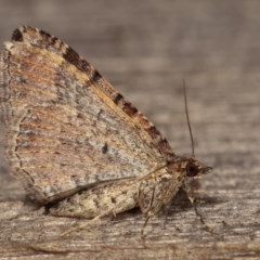 Epyaxa subidaria (Subidaria Moth) at Melba, ACT - 13 Dec 2020 by kasiaaus