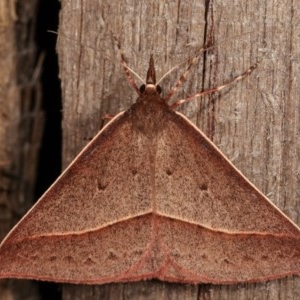 Epidesmia chilonaria at Melba, ACT - 13 Dec 2020