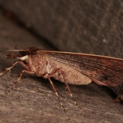 Epidesmia chilonaria at Melba, ACT - 13 Dec 2020