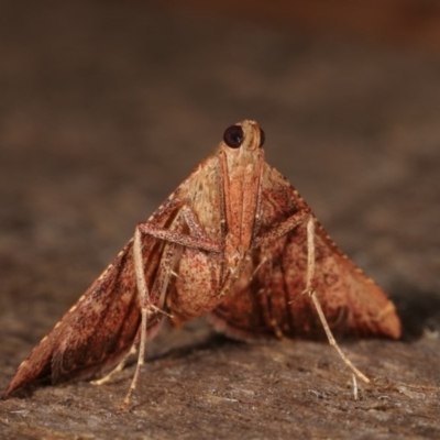 Endotricha ignealis (A Pyralid moth (Endotrichinae)) at Melba, ACT - 13 Dec 2020 by kasiaaus