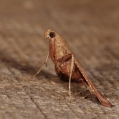 Endotricha ignealis at Melba, ACT - 13 Dec 2020 10:00 PM