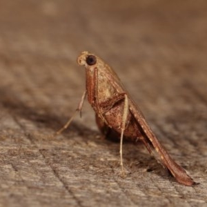 Endotricha ignealis at Melba, ACT - 13 Dec 2020