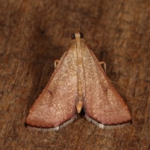 Endotricha ignealis at Melba, ACT - 13 Dec 2020