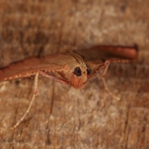 Endotricha ignealis at Melba, ACT - 13 Dec 2020