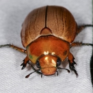 Anoplognathus brunnipennis at Melba, ACT - 13 Dec 2020 11:36 PM