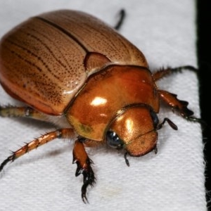 Anoplognathus brunnipennis at Melba, ACT - 13 Dec 2020 11:36 PM