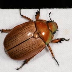 Anoplognathus brunnipennis at Melba, ACT - 13 Dec 2020 11:36 PM