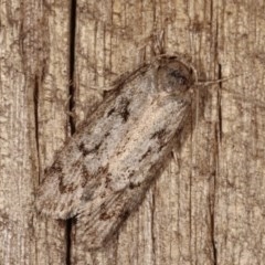 Philobota philostaura (A Concealer moth (Philobota group)) at Melba, ACT - 13 Dec 2020 by kasiaaus