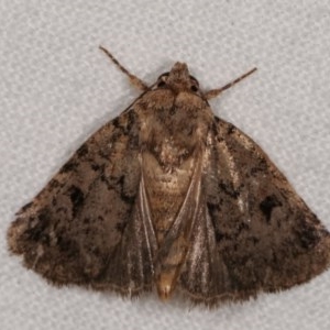 Thoracolopha melanographa at Melba, ACT - 13 Dec 2020