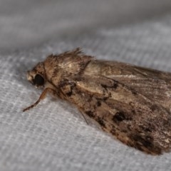 Thoracolopha melanographa at Melba, ACT - 13 Dec 2020