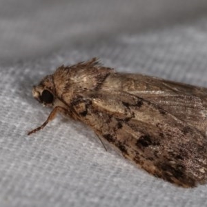 Thoracolopha provisional species at Melba, ACT - 13 Dec 2020