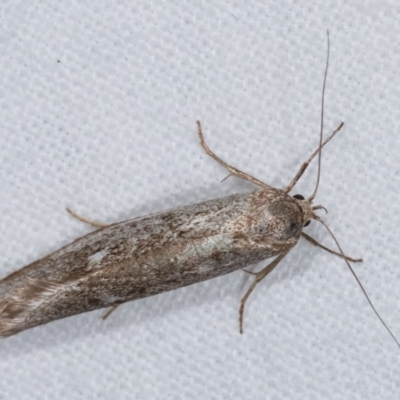 Philobota (genus) (Unidentified Philobota genus moths) at Melba, ACT - 13 Dec 2020 by kasiaaus