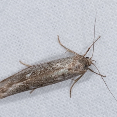 Philobota (genus) (Unidentified Philobota genus moths) at Melba, ACT - 13 Dec 2020 by kasiaaus