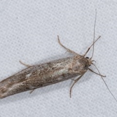 Philobota (genus) (Unidentified Philobota genus moths) at Melba, ACT - 13 Dec 2020 by kasiaaus