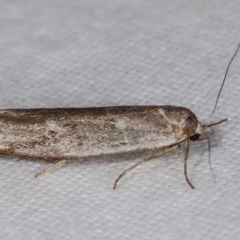 Philobota (genus) at Melba, ACT - 13 Dec 2020