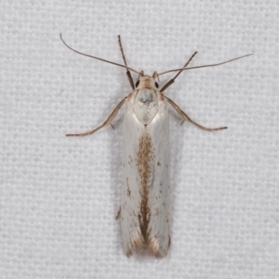 Philobota productella (Pasture Tunnel Moth) at Melba, ACT - 13 Dec 2020 by kasiaaus