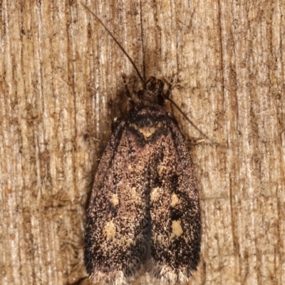 Barea codrella (A concealer moth) at Melba, ACT - 13 Dec 2020 by kasiaaus