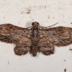 Chloroclystis insigillata (Chloroclystis insigillata) at Melba, ACT - 13 Dec 2020 by kasiaaus