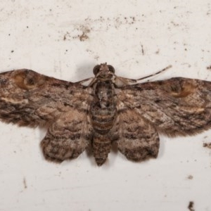 Chloroclystis insigillata at Melba, ACT - 13 Dec 2020