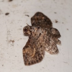 Chloroclystis insigillata at Melba, ACT - 13 Dec 2020